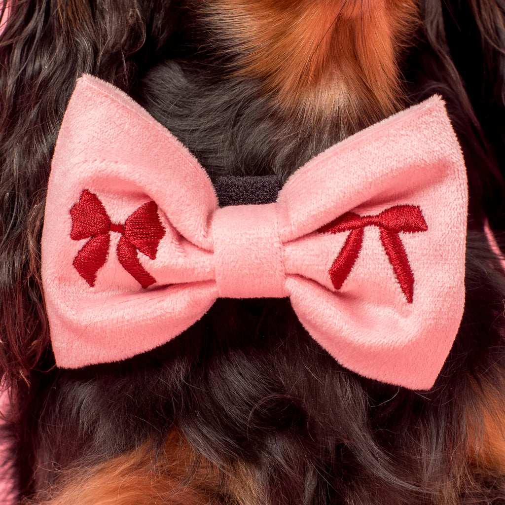 Velvet Blush Bows Dog Bow Tie