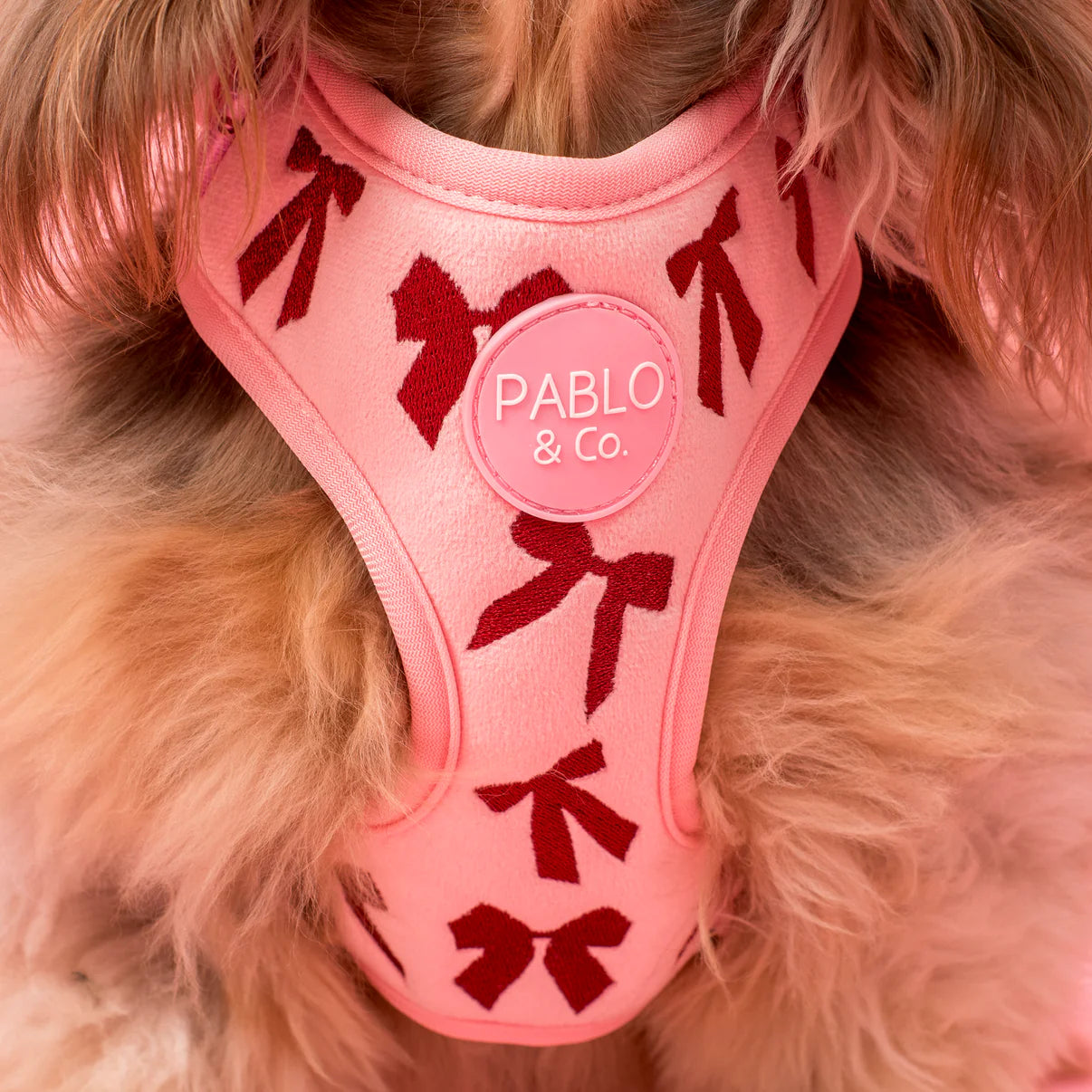Pink dog harness with red bows and 'Pablo & Co.' label on a fluffy dog.
